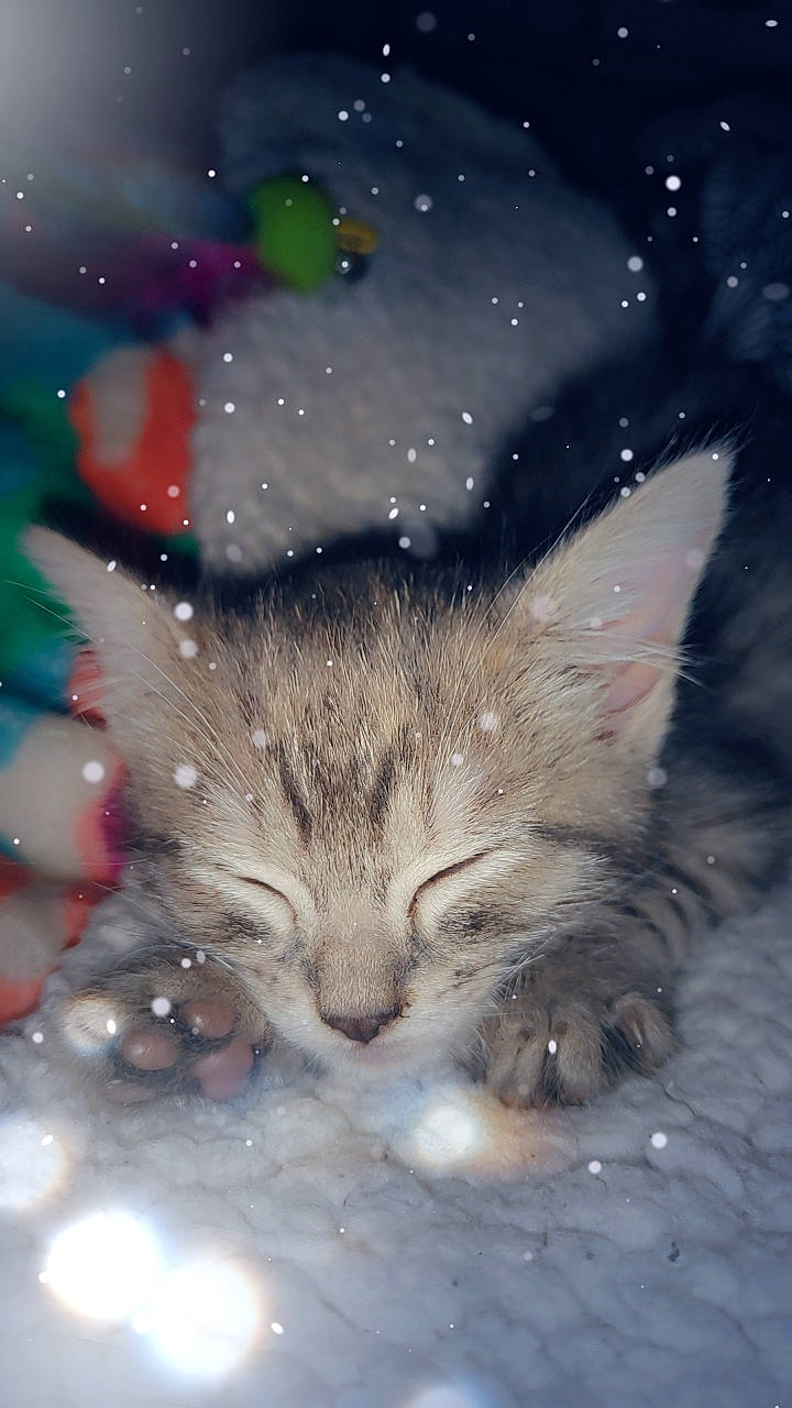 Naya a rejoint le concours — aidez-le/la à gagner de superbes lots ! astronomical_object, carnivore, cat, darkness, domestic_short_haired_cat, felidae, freezing, fur, grass, liquid, midnight, precipitation, small_to_medium_sized_cats, snout, snow, tail, water, whiskers, wildlife, winter