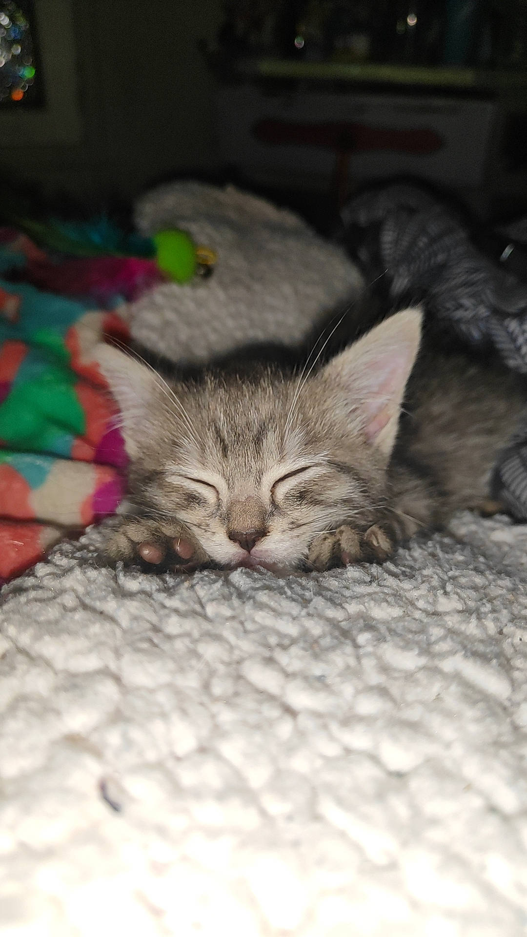 Naya a rejoint le concours — aidez-le/la à gagner de superbes lots ! carnivore, cat, claw, comfort, darkness, domestic_short_haired_cat, fawn, felidae, fur, grey, paw, small_to_medium_sized_cats, snout, terrestrial_animal, whiskers, wood