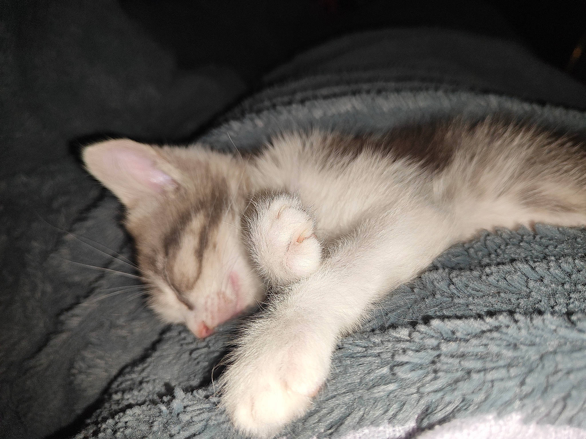 Naya a rejoint le concours — aidez-le/la à gagner de superbes lots ! carnivore, cat, claw, comfort, domestic_short_haired_cat, felidae, fur, nap, paw, photo_caption, sleep, small_to_medium_sized_cats, snout, tail, whiskers, wood