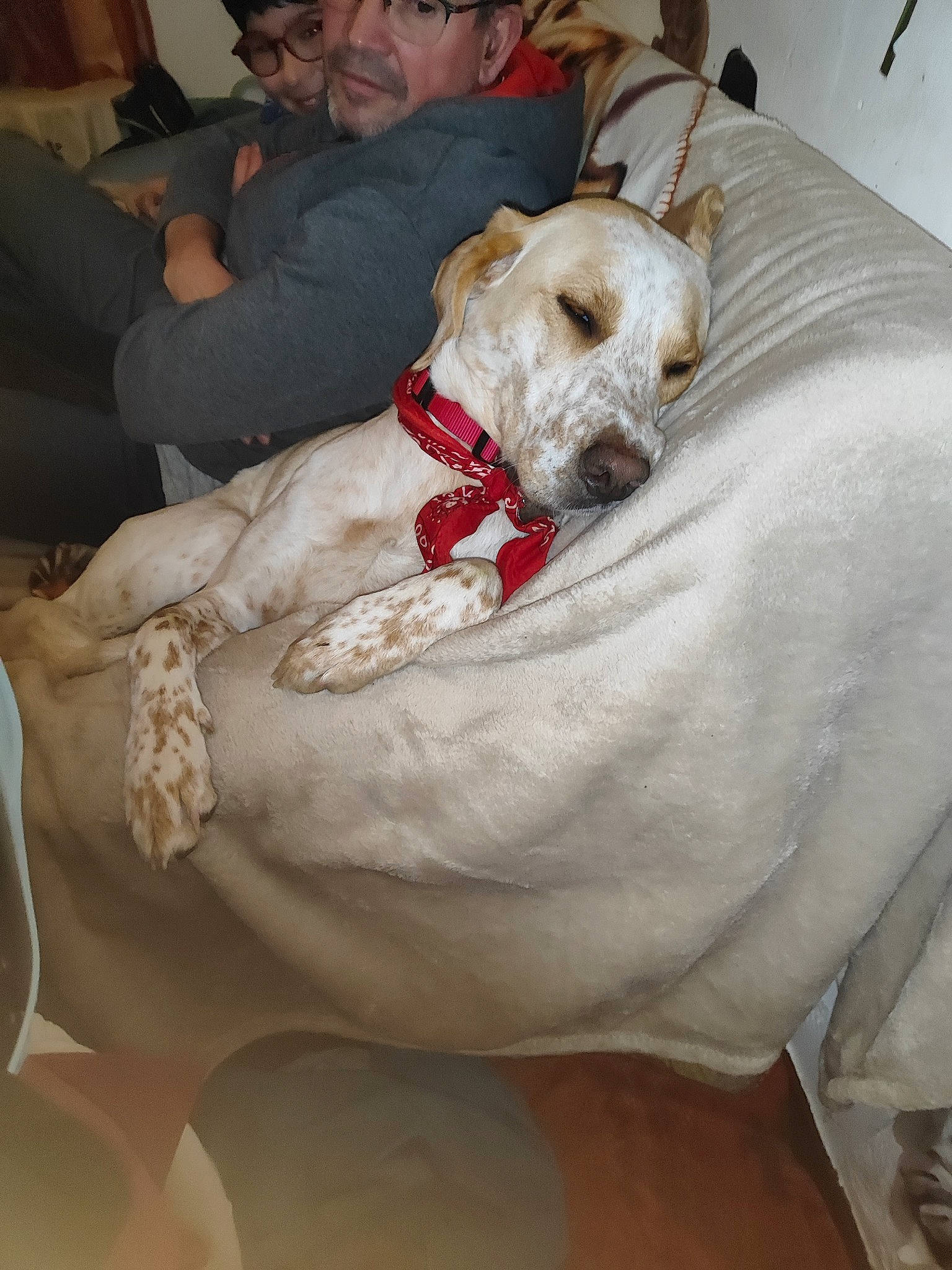 Athéna participe au concours pour gagner de l'argent avec cette photo : canidae, cap, carnivore, collar, comfort, companion_dog, dog, dog_breed, dog_clothes, dog_collar, fawn, fedora, fur, hat, pet_supply, snout, sporting_group, sun_hat, toy_dog, working_animal