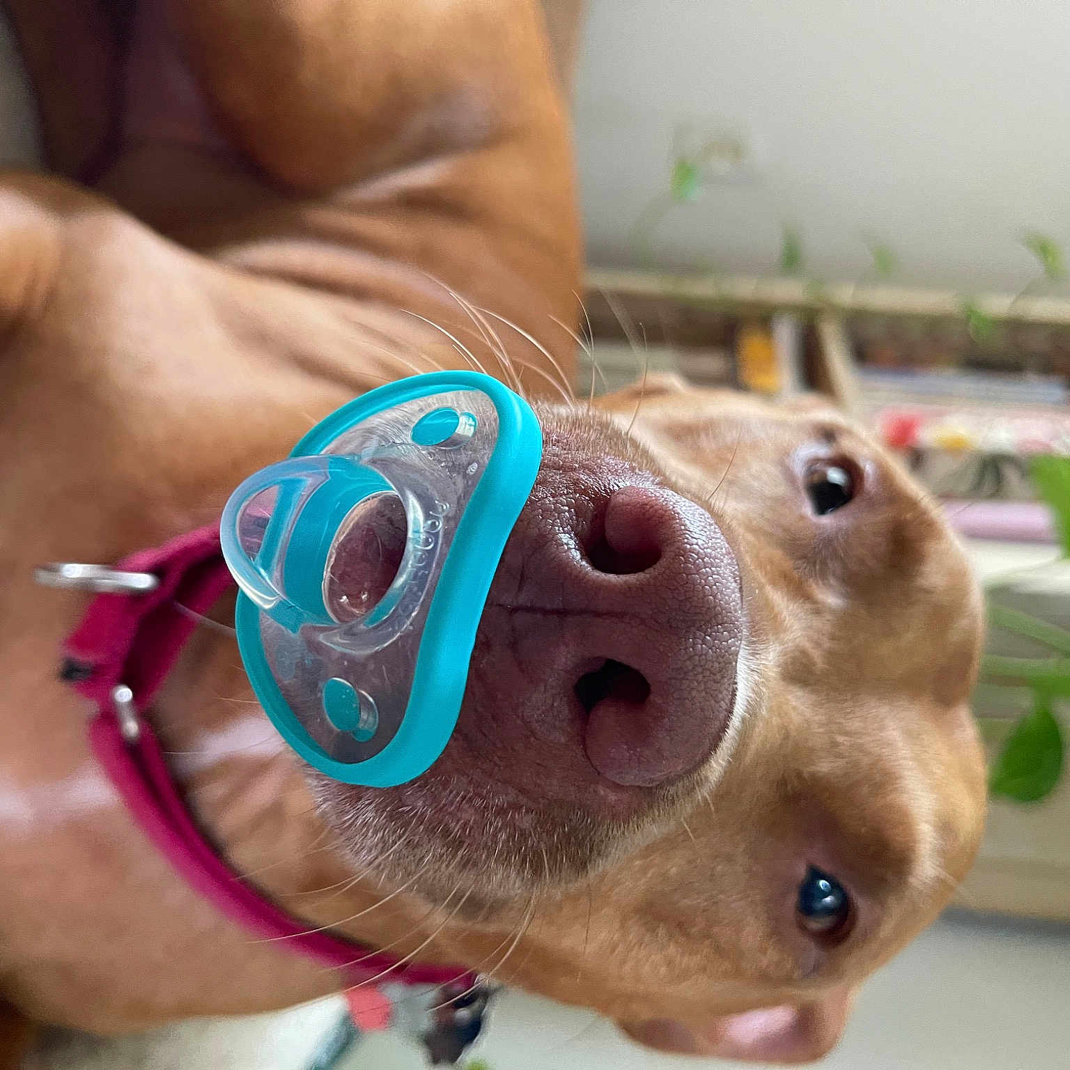 Buddy is registered to the contest to win money with this photo: canidae, carnivore, chest, companion_dog, dog, dog_breed, ear, eyewear, fawn, goggles, head, jaw, liver, personal_protective_equipment, selfie, snout, sporting_group, sunglasses, whiskers, working_animal