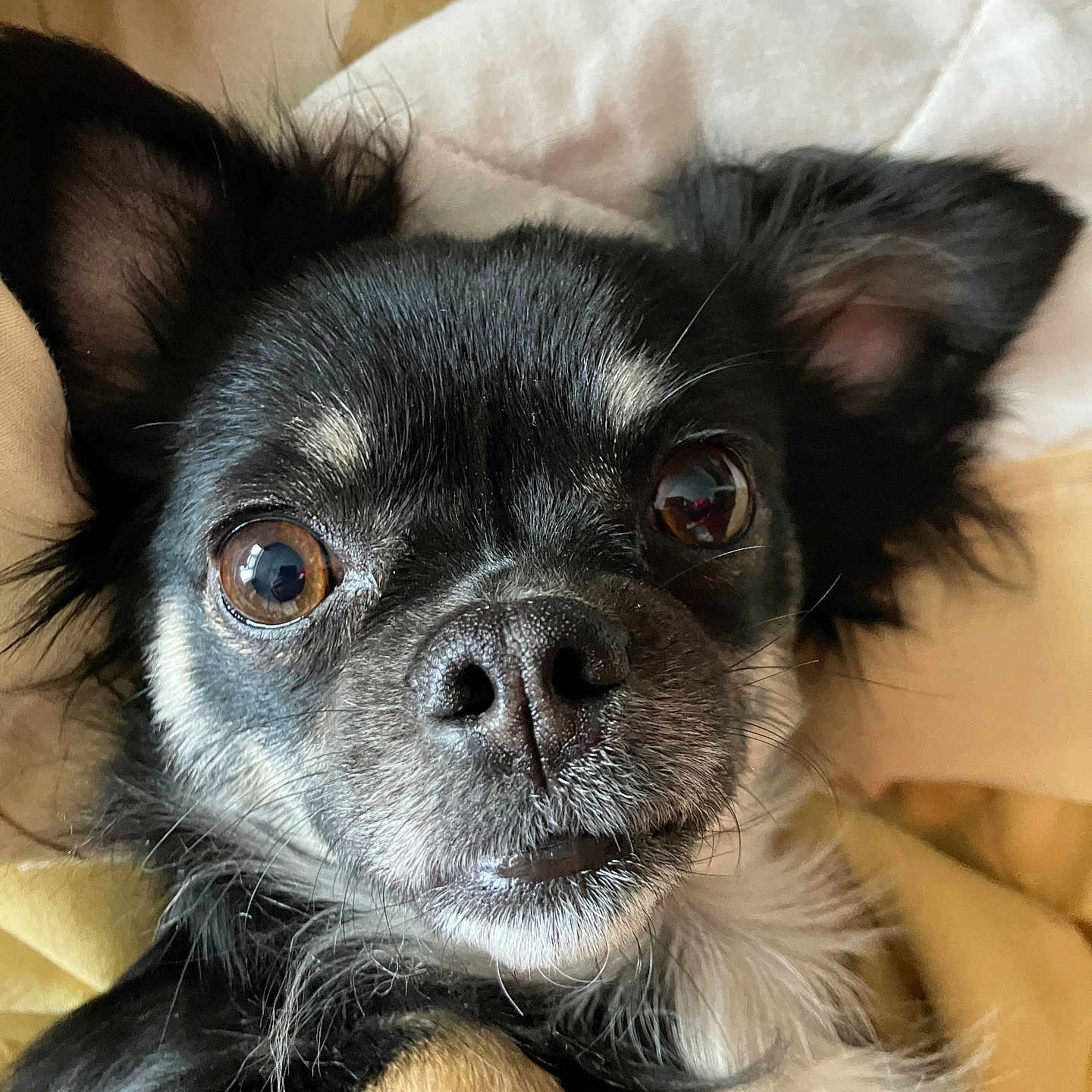 Ida is registered to the contest to win money with this photo: animal, black_and_tan, blanket, close_up, companion, cute, dog, ears, expression, eyes, face, fluffy, fur, indoor, nose, pet, portrait, small_dog, snuggle, whiskers