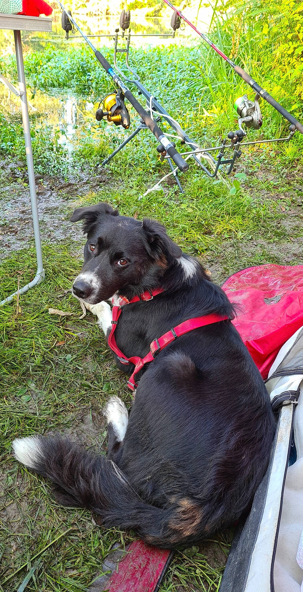 Pelotte participe au concours pour gagner de l'argent avec cette photo : adventure, black_norwegian_elkhound, borador, border_collie, canidae, carnivore, collar, companion_dog, dog, dog_breed, dog_collar, leash, rare_breed_dog, snout, sporting_group, stabyhoun