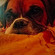 Harley joined the competition — help win amazing prizes! dog, close_up, blanket, resting, indoors, cozy, warm_lighting, brown, animal, pet, face, snout, fur, ears, comfort, cute, portrait, relaxed, home, colorful