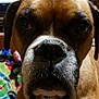 Harley is registered to the contest to win money with this photo: dog, boxer, close_up, indoor, pet, brown, white, nose, face, animal, canine, portrait, blanket, living_room, television, furniture, ears, whiskers, fur, domestic_animal