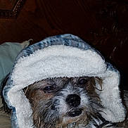 Pete is registered to the contest to win money with this photo: animal, closeup, collar, cozy, cute, dog, expression, face, fur, furry, hood, indoor, pet, portrait, resting, scruffy, sleepy, texture, warm, wood