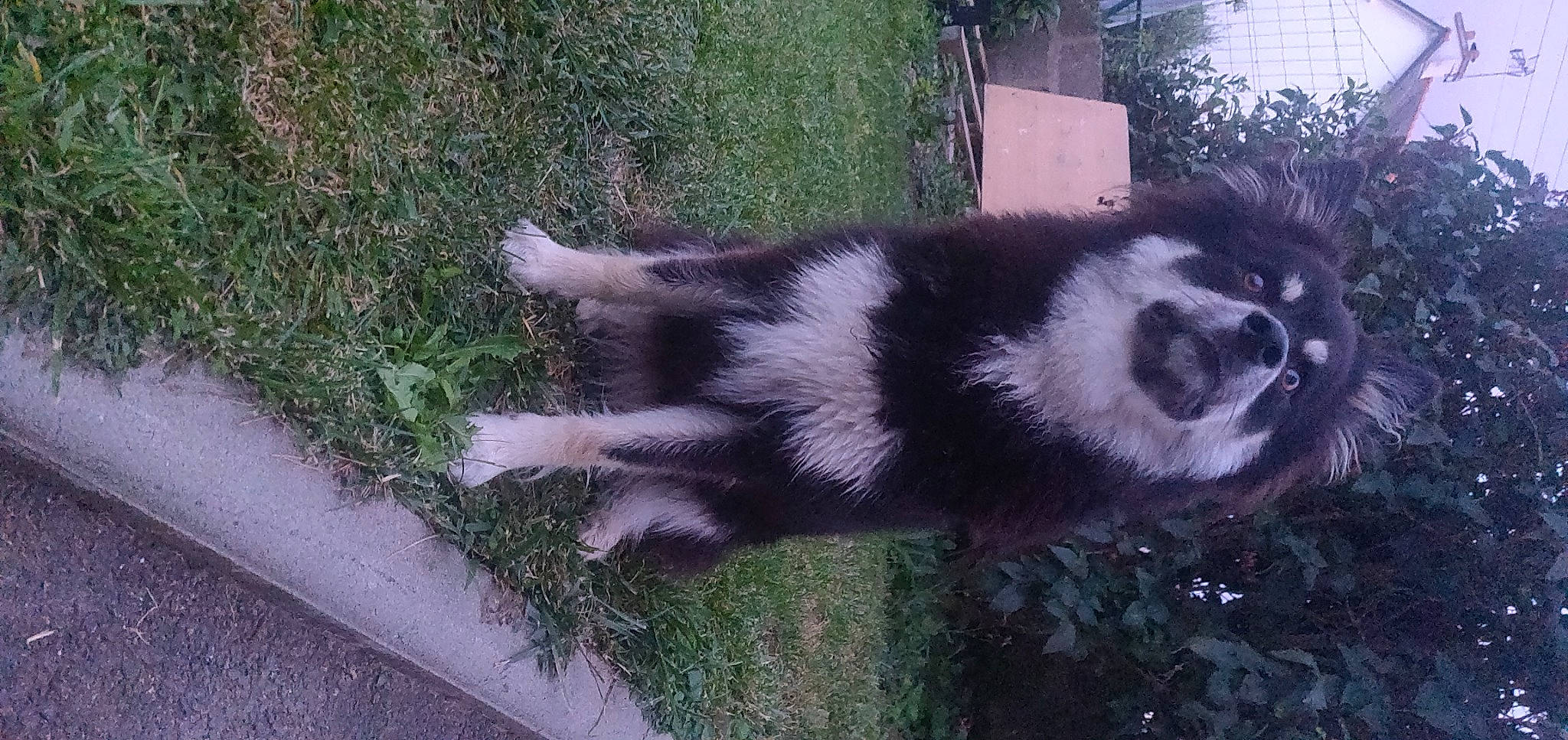 Taia a rejoint le concours — aidez-le/la à gagner de superbes lots ! carnivore, dog_breed, fur, grass, natural_material, panda, plant, procyon, road_surface, shadow, tail, terrestrial_animal, whiskers