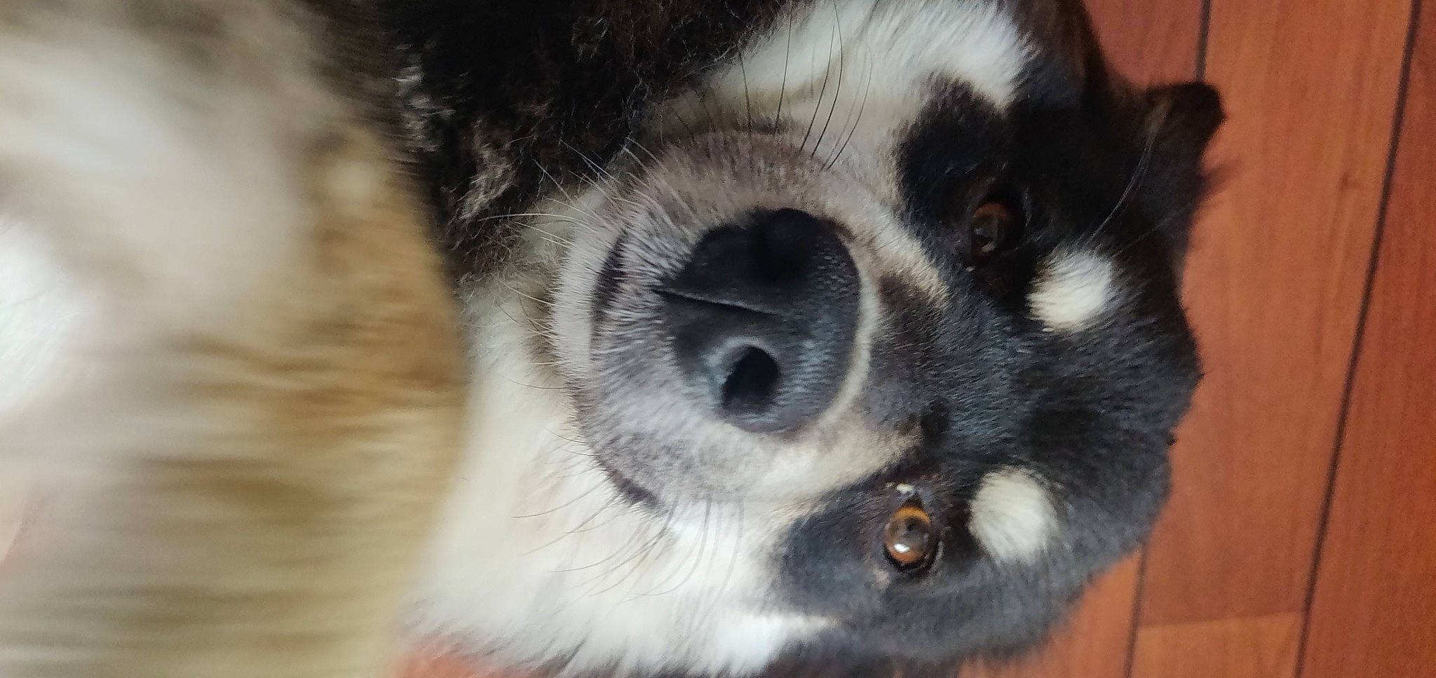 Taia participe au concours pour gagner de l'argent avec cette photo : canidae, carnivore, companion_dog, dog, dog_breed, fur, non_sporting_group, paw, snout, sporting_group, terrestrial_animal, whiskers, working_animal