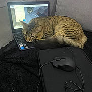 Bébé a rejoint le concours — aidez-le/la à gagner de superbes lots ! cat, tabby_cat, laptop, computer_mouse, blanket, couch, technology, indoor, resting, sleeping, animal, pet, keyboard, screen, calculator, minecraft, computer, electronics, cord, comfort