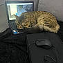 cat, tabby_cat, laptop, computer_mouse, blanket, couch, technology, indoor, resting, sleeping, animal, pet, keyboard, screen, calculator, minecraft, computer, electronics, cord, comfort