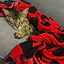 cat, tabby, sleeping, blanket, red, black, couch, cozy, indoor, pet, fur, relaxed, nap, feline, soft, comfort, resting, animal, domestic, cute