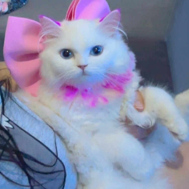 Poupée a rejoint le concours — aidez-le/la à gagner de superbes lots ! adorable, animal, cat, close_up, companion, couch, cute, domestic_cat, feline, fluffy, holding, indoor, looking_at_camera, person, pet, pink_bow, pink_collar, portrait, soft_fur, white_cat