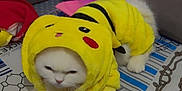 Poupée participe au concours pour gagner de l'argent avec cette photo : cat, costume, pikachu, yellow, white_cat, fluffy, pet, animal, indoors, fabric, couch, purple_tail, cute, grumpy_expression, clothing, patterned_surface, sitting, toy, feline, soft