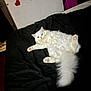 cat, white_cat, fluffy, lying_down, bed, black_bedspread, heart_decals, wall, indoor, pet, relaxed, pink_suitcase, furniture, home, cozy, cute, animal, paws, fur, resting