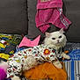 cat, white_cat, pet_clothing, tutu, colorful_bed, hoodie, gray_couch, plush_toy, patterned_outfit, indoor, cute, fluffy, animal, pet, relaxed, closeup, feline, cozy, soft_toys, pink_hoodie
