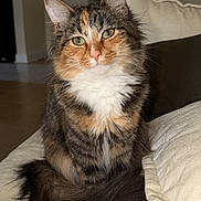 Jolene joined the competition — help win amazing prizes! cat, calico_cat, fluffy, long_hair, sitting, bed, blanket, pillow, bedroom, indoor, pet, animal, fur, whiskers, ears, green_eyes, portrait, cozy, home, tail