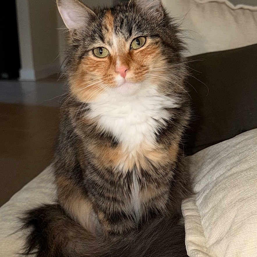 Jolene joined the competition — help win amazing prizes! cat, calico_cat, fluffy, long_hair, sitting, bed, blanket, pillow, bedroom, indoor, pet, animal, fur, whiskers, ears, green_eyes, portrait, cozy, home, tail