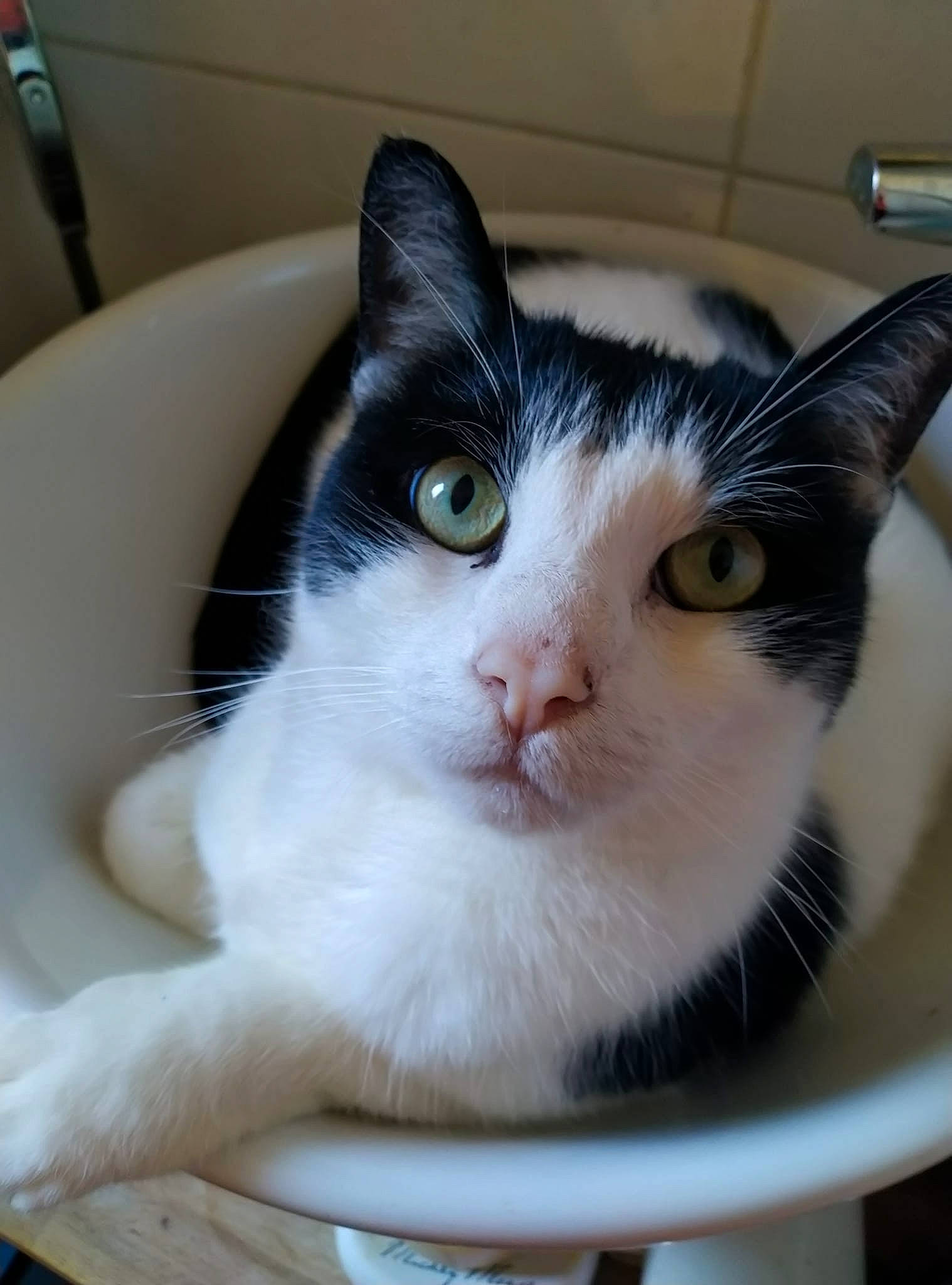 Roxy participe au concours pour gagner de l'argent avec cette photo : box, carnivore, cat, cat_supply, domestic_short_haired_cat, eye, felidae, fur, pet_supply, small_to_medium_sized_cats, snout, tail, whiskers