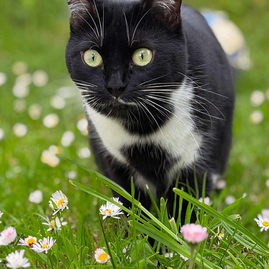Rocket participe au concours pour gagner de l'argent avec cette photo : animal, black_and_white, cat, closeup, cute, daisies, eyes, feline, flowers, focused, grass, greenery, nature, outdoor, pet, small_animal, spring, walking, whiskers, wildlife