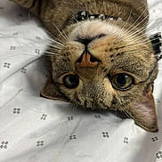Scrim joined the competition — help win amazing prizes! cat, tabby, close_up, whiskers, upside_down, bed, sheet, pattern, pet, animal, feline, cute, curious, indoor, domestic, face, ears, eyes, collar, lying_down