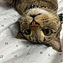 cat, tabby, close_up, whiskers, upside_down, bed, sheet, pattern, pet, animal, feline, cute, curious, indoor, domestic, face, ears, eyes, collar, lying_down