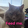 Gracie Grey Dahl joined the competition — help win amazing prizes! animal, arm, bed, blanket, cat, colorful, cozy, demanding, ears, expression, face, fur, gray_cat, indoor, pet, resting, tattoo, text_overlay, whiskers, window