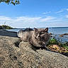 Gracie Grey Dahl joined the competition — help win amazing prizes! animal, blue_sky, cat, clouds, daytime, feline, fluffy, gray_cat, greenery, nature, outdoor, peaceful, plants, relaxing, rock, sea, shore, sky, sunlight, water
