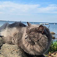 Gracie Grey Dahl joined the competition — help win amazing prizes! animal, calm, cat, closeup, daytime, feline, fluffy, gray, landscape, nature, outdoor, peaceful, pet, relaxing, rock, serene, sky, sunlight, water, wildlife