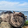 animal, calm, cat, closeup, daytime, feline, fluffy, gray, landscape, nature, outdoor, peaceful, pet, relaxing, rock, serene, sky, sunlight, water, wildlife