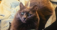 Gracie Grey Dahl is registered to the contest to win money with this photo: animal, blanket, brown_fur, cat, closeup, cozy, cute, domestic_animal, ears, eyes, feather, feline, fluffy_cat, fur, indoor, pet, relaxed, resting, soft, whiskers