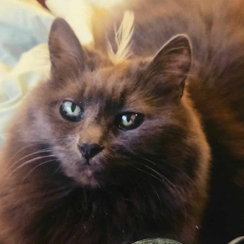Gracie Grey Dahl is registered to the contest to win money with this photo: animal, blanket, brown_fur, cat, closeup, cozy, cute, domestic_animal, ears, eyes, feather, feline, fluffy_cat, fur, indoor, pet, relaxed, resting, soft, whiskers