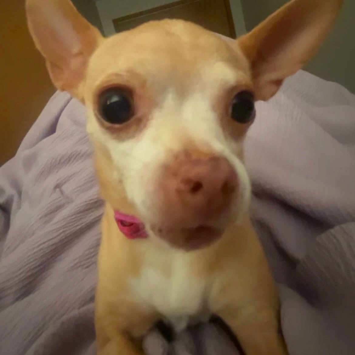 Chiquita joined the competition — help win amazing prizes! animal, blanket, canine, close_up, collar, companion, curious, cute, dog, ears, eyes, furniture, home, indoor, mammal, pet, portrait, purple_blanket, resting, small_dog