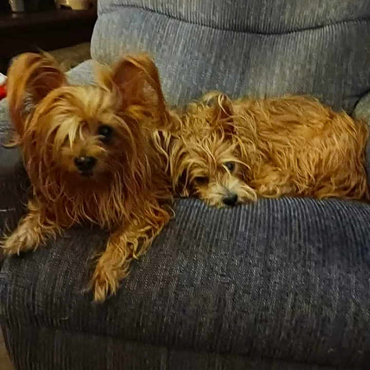 Angel And Diva is registered to the contest to win money with this photo: animal, architecture, ball, building, canine, chair, couch, cushion, dog, furniture, homedecor, indoors, interiordesign, livingroom, pet, puppy, sport, tennis, tennisball, terrier