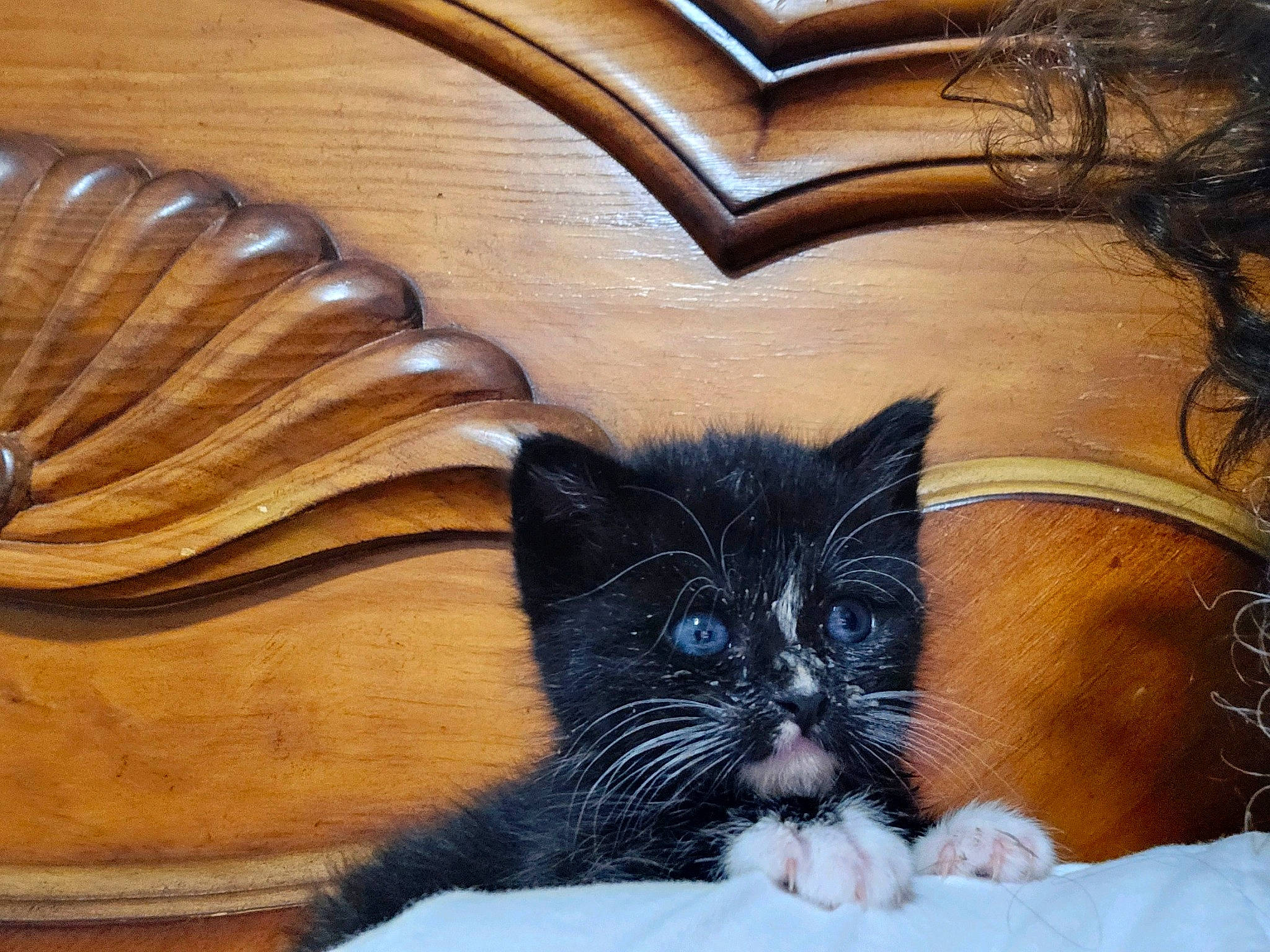 Penelope joined the competition — help win amazing prizes! carnivore, cat, claw, comfort, domestic_short_haired_cat, fawn, felidae, fur, hardwood, pattern, paw, small_to_medium_sized_cats, snout, tail, varnish, visual_arts, whiskers, window, wood, wood_stain