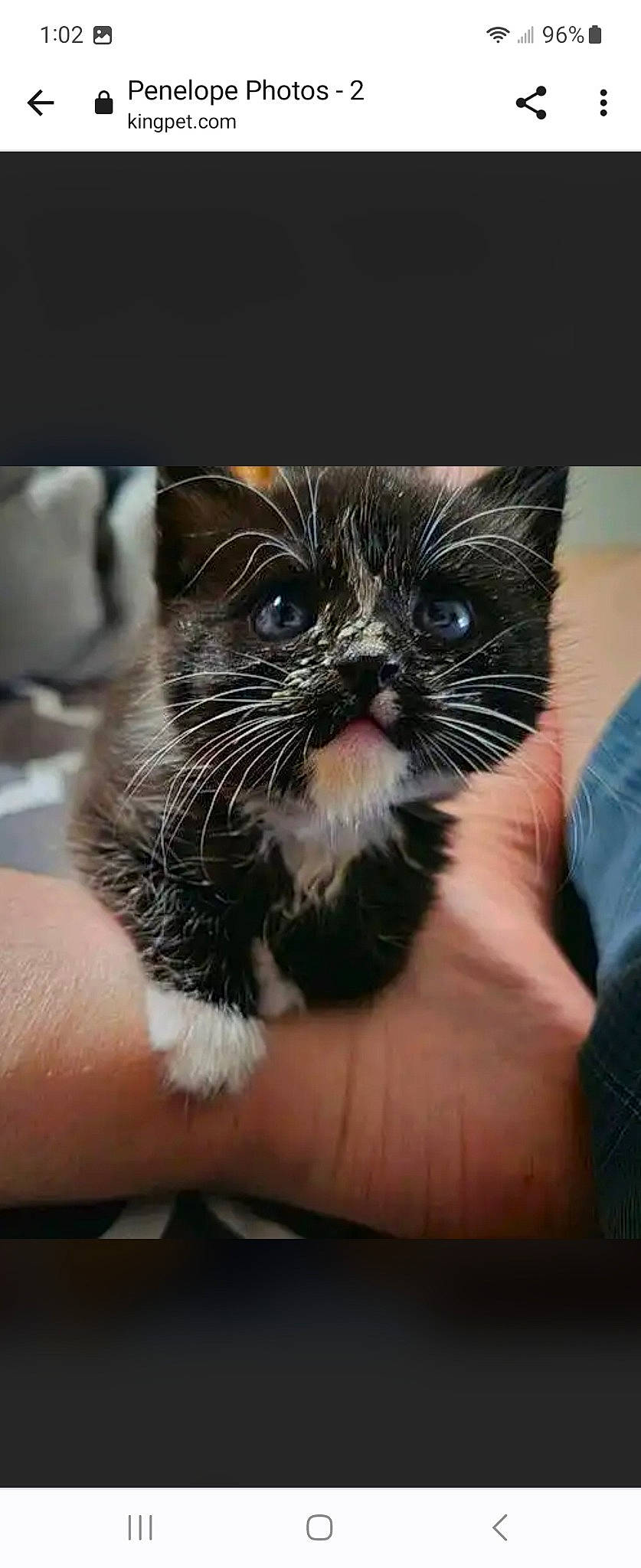 Penelope is registered to the contest to win money with this photo: carnivore, cat, claw, comfort, domestic_short_haired_cat, electric_blue, eye, felidae, finger, foot, fur, gesture, hand, nail, paw, small_to_medium_sized_cats, snout, terrestrial_animal, thumb, whiskers