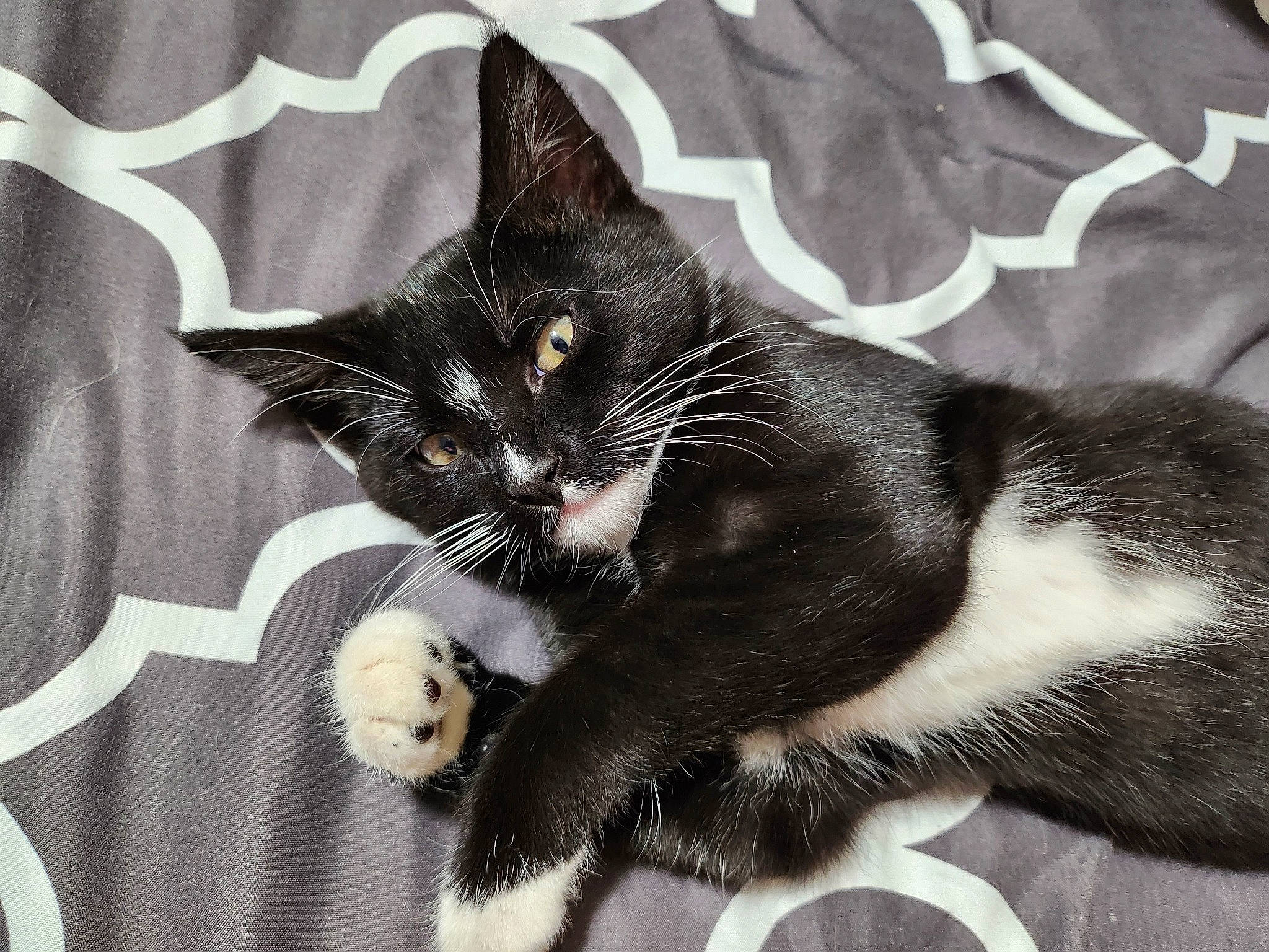 Penelope joined the competition — help win amazing prizes! black_cat, carnivore, cat, cat_supply, claw, comfort, domestic_short_haired_cat, felidae, foot, fur, grey, monochrome, monochrome_photography, paw, sitting, small_to_medium_sized_cats, snout, tail, whiskers