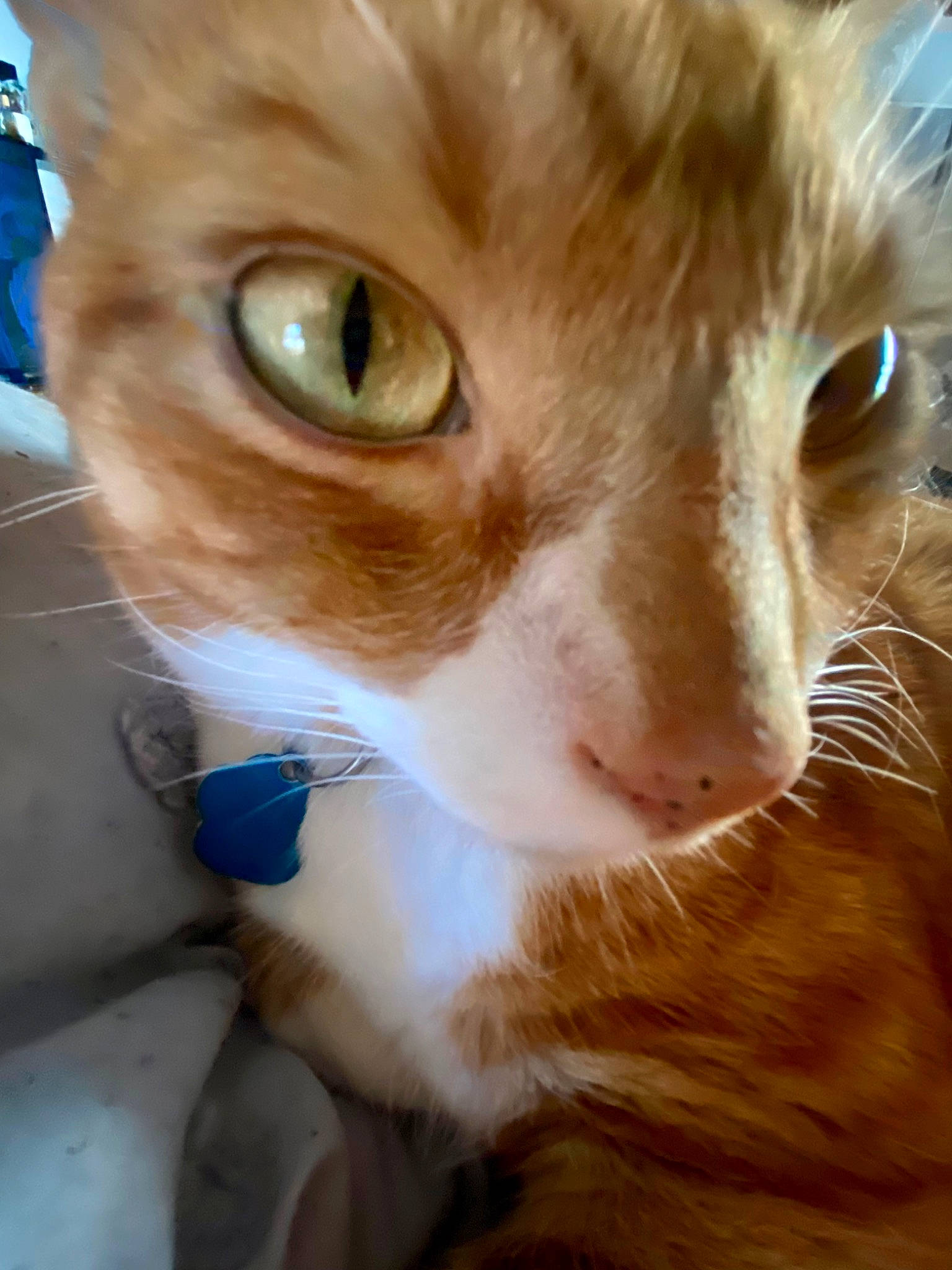 Fynn is registered to the contest to win money with this photo: carnivore, cat, close_up, domestic_short_haired_cat, ear, eye, fawn, felidae, fur, hair, head, mammal, nose, paw, plant, small_to_medium_sized_cats, snout, tail, vertebrate, whiskers