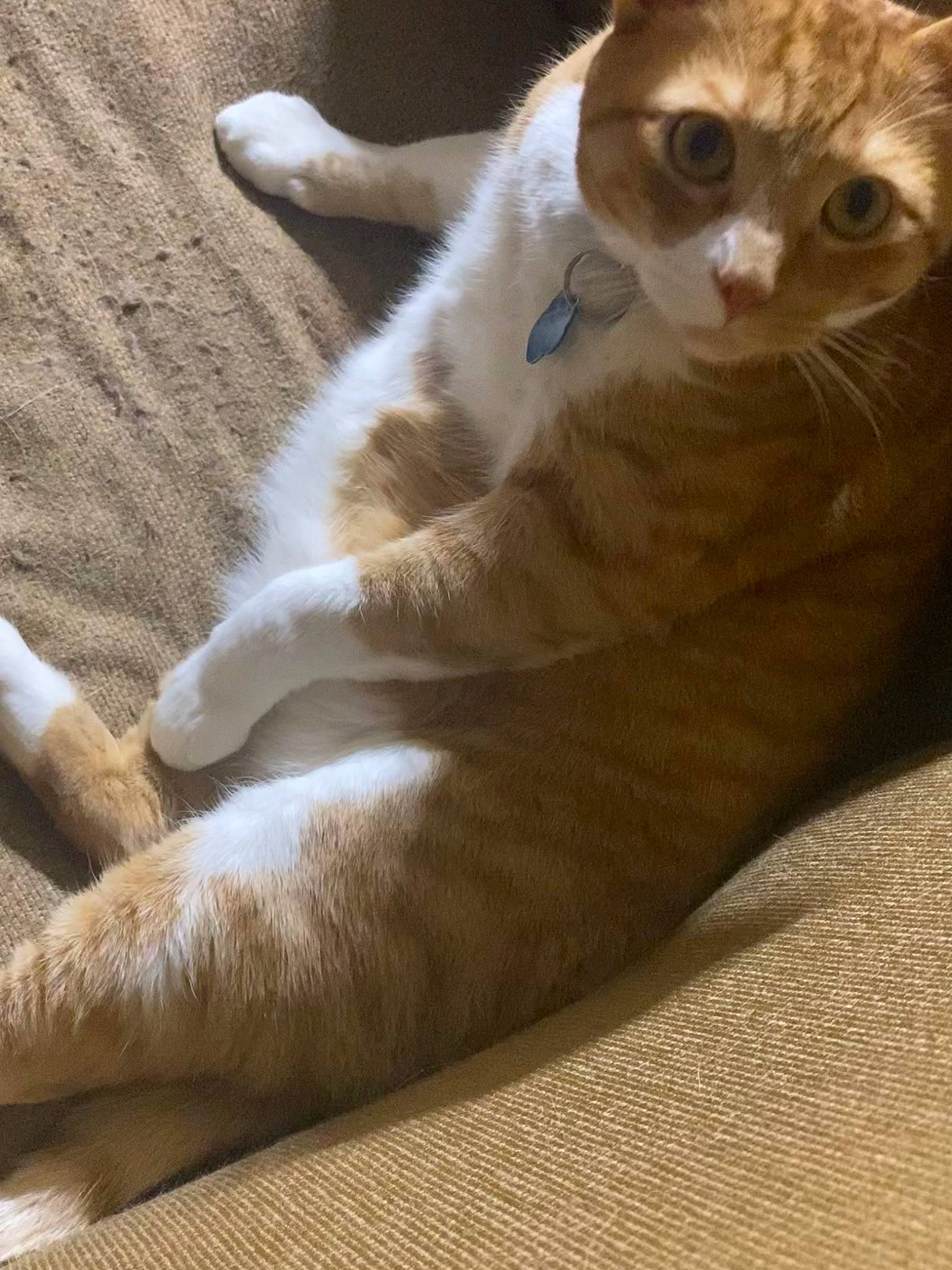 Fynn is registered to the contest to win money with this photo: carnivore, cat, comfort, domestic_short_haired_cat, fawn, felidae, fur, paw, small_to_medium_sized_cats, snout, tail, terrestrial_animal, whiskers, wood