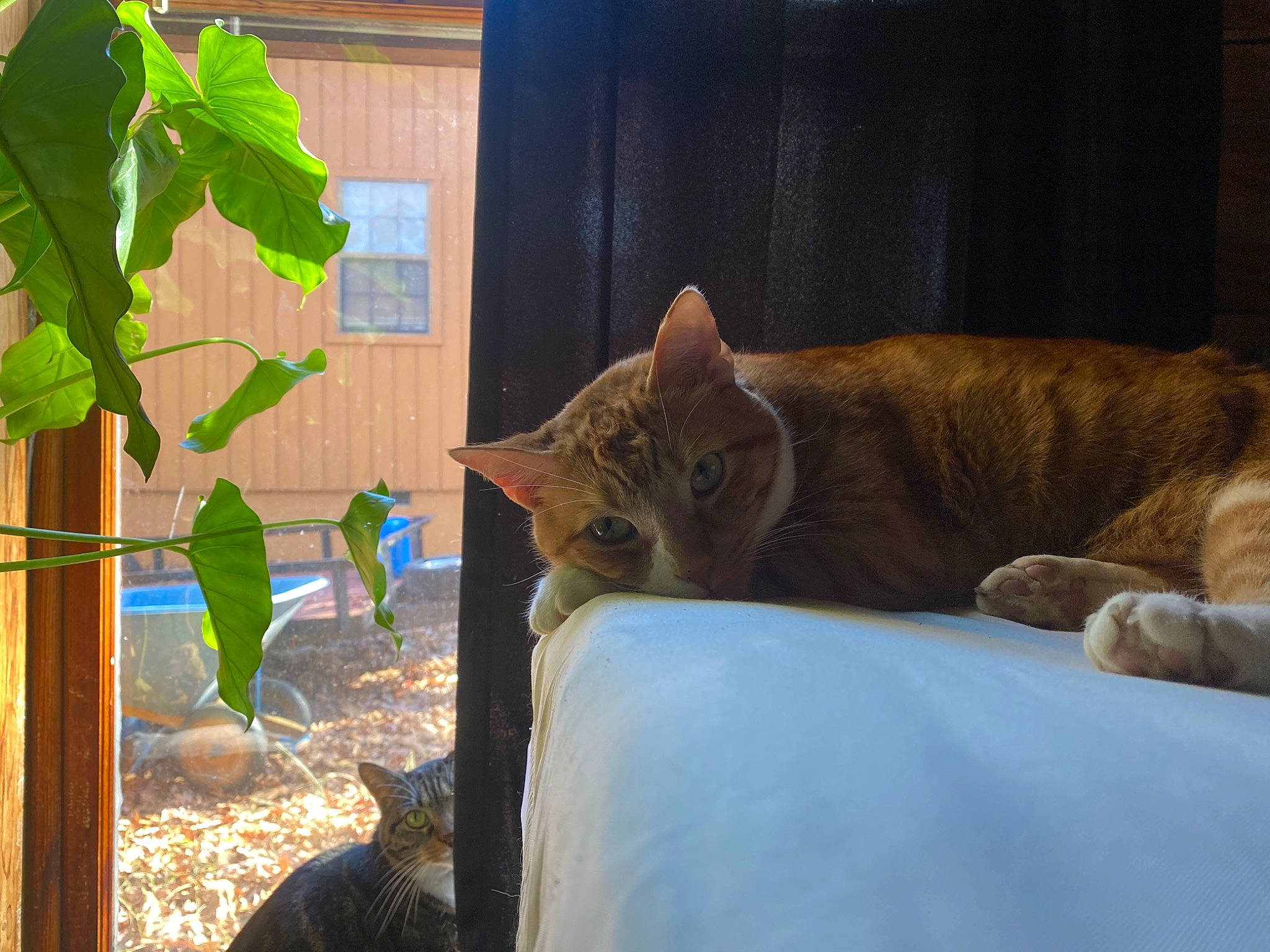 Fynn is registered to the contest to win money with this photo: carnivore, cat, comfort, domestic_short_haired_cat, fawn, felidae, fur, grass, mammal, plant, room, small_to_medium_sized_cats, tail, terrestrial_animal, tree, vertebrate, whiskers, wildlife, window, wood
