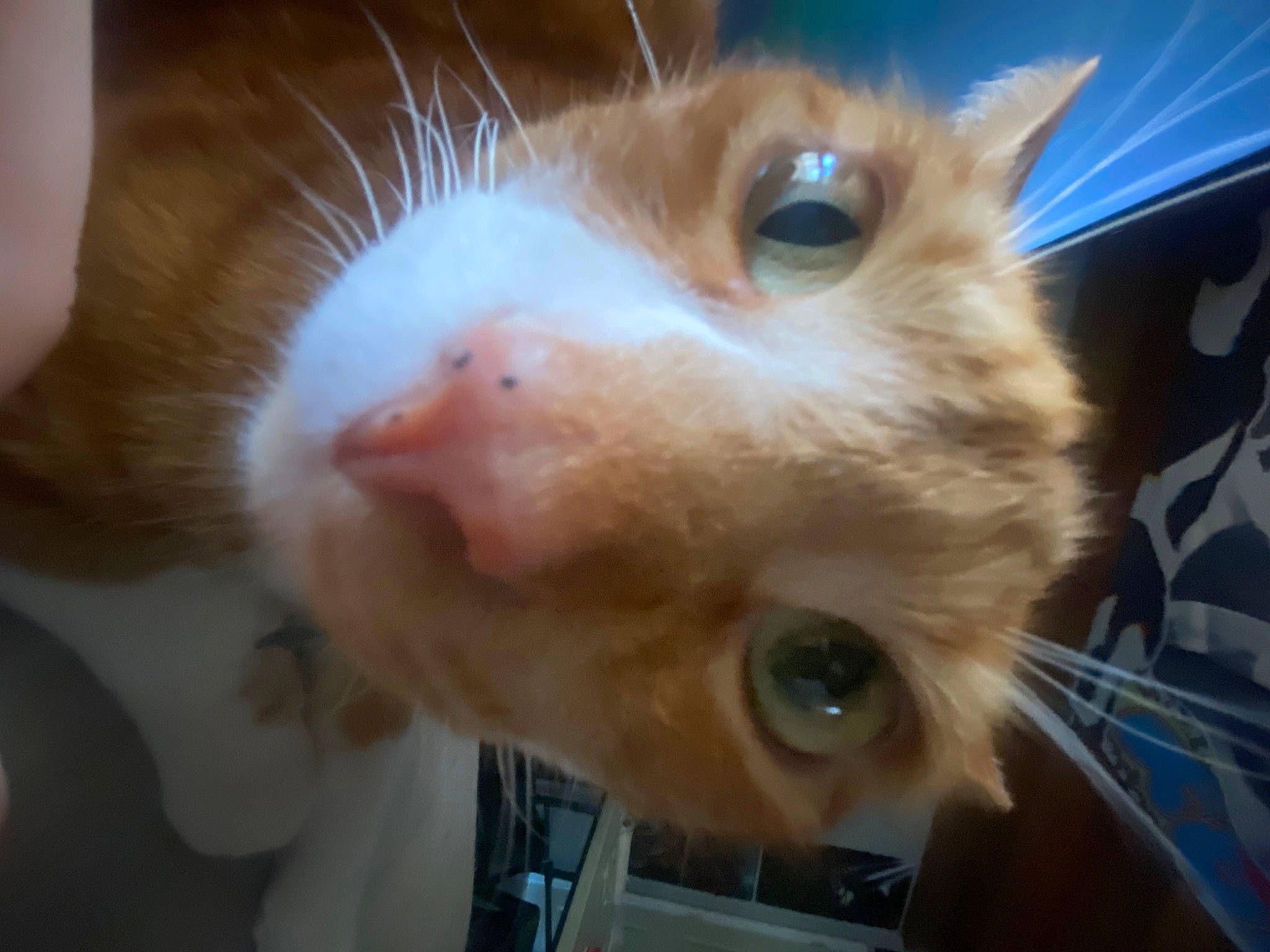 Fynn is registered to the contest to win money with this photo: carnivore, cat, domestic_short_haired_cat, ear, eye, eyebrow, eyelash, fawn, felidae, fur, head, iris, nose, paw, small_to_medium_sized_cats, snout, tail, whiskers