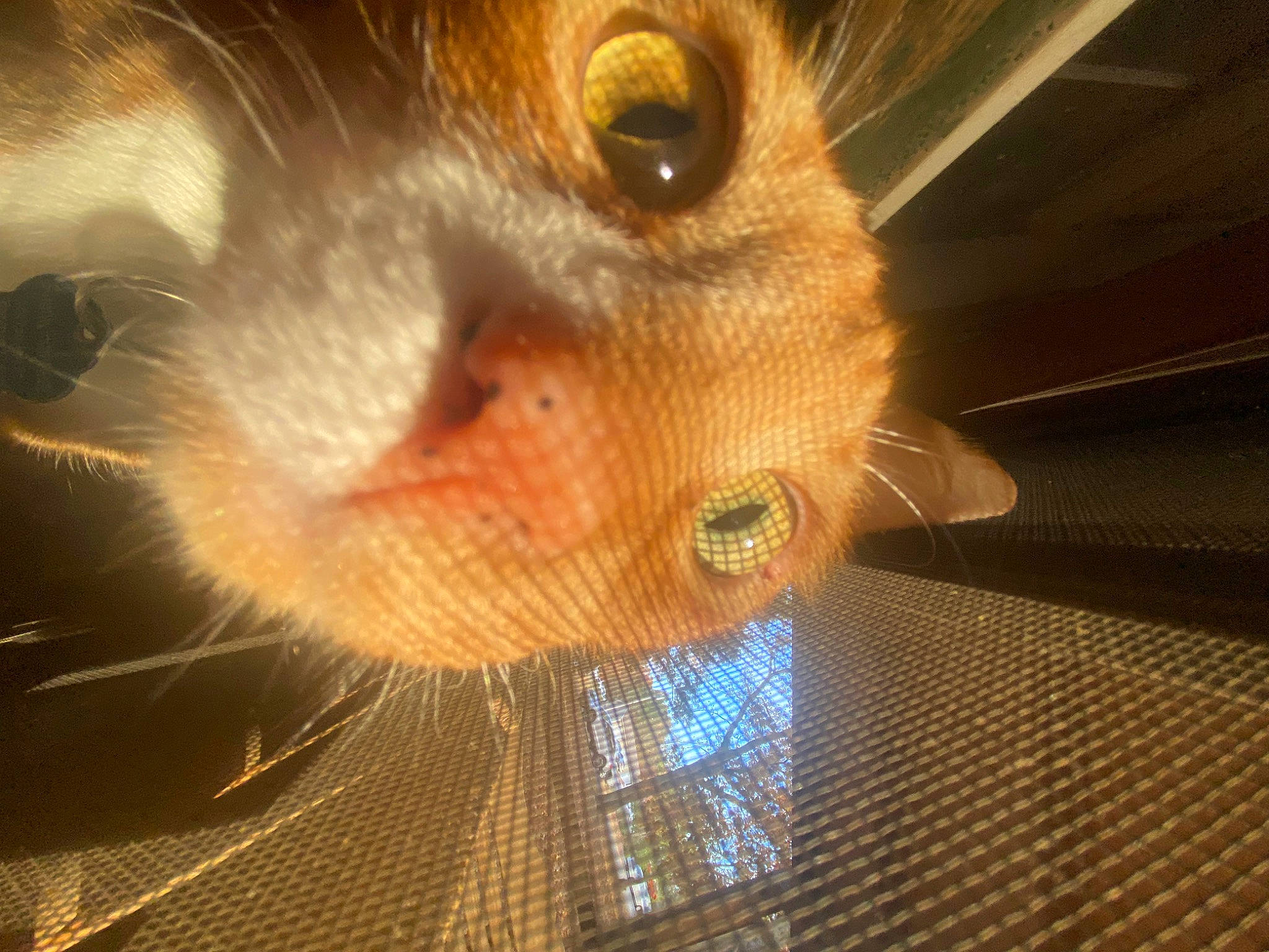 Fynn is registered to the contest to win money with this photo: carnivore, cat, domestic_short_haired_cat, ear, eye, eyebrow, eyelash, fawn, felidae, fur, head, human_body, iris, nose, paw, small_to_medium_sized_cats, snout, tail, whiskers, wildlife