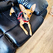 Lola a rejoint le concours — aidez-le/la à gagner de superbes lots ! dog, small_dog, pet, leather_couch, black_couch, red_harness, wooden_floor, indoor, animal, ears, looking, curious, furniture, floor, domestic, household, canine, companion, resting, alert