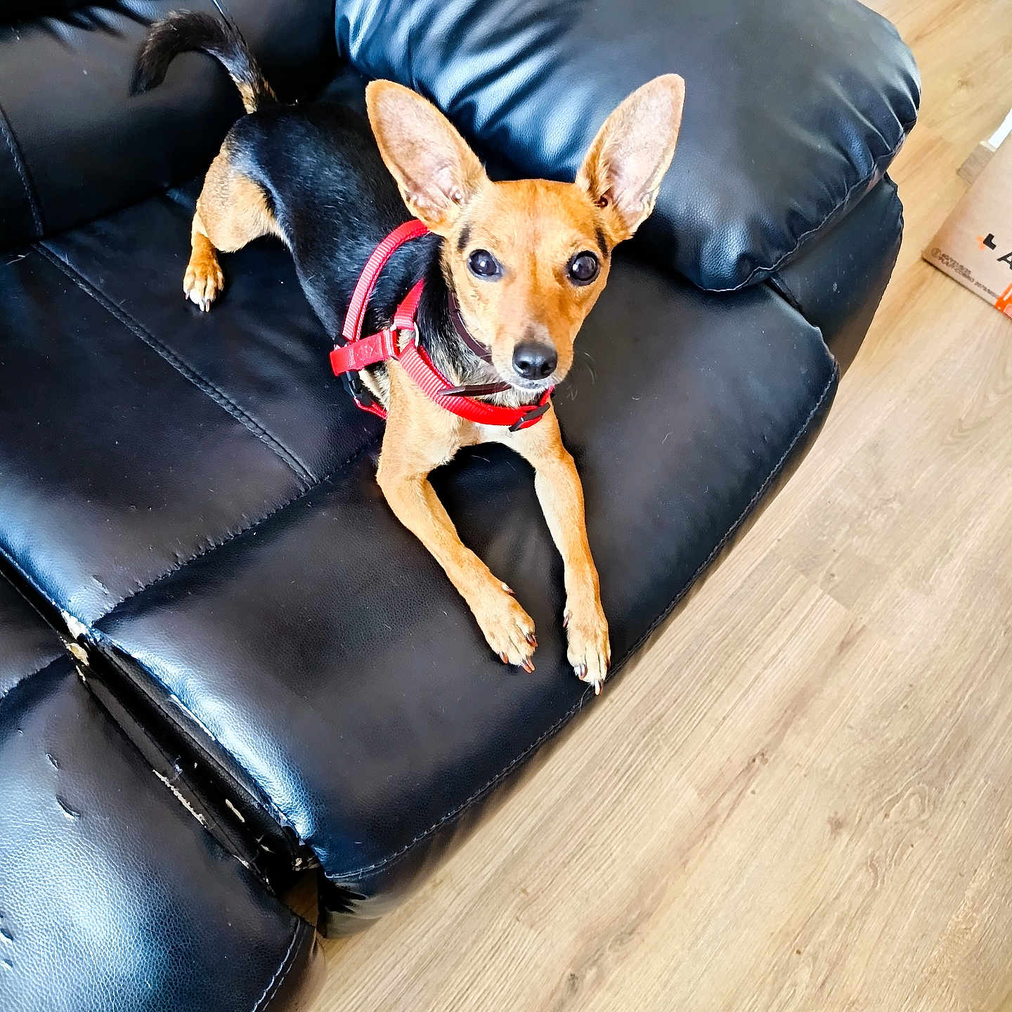 Lola a rejoint le concours — aidez-le/la à gagner de superbes lots ! alert, animal, black_couch, canine, companion, curious, dog, domestic, ears, floor, furniture, household, indoor, leather_couch, looking, pet, red_harness, resting, small_dog, wooden_floor