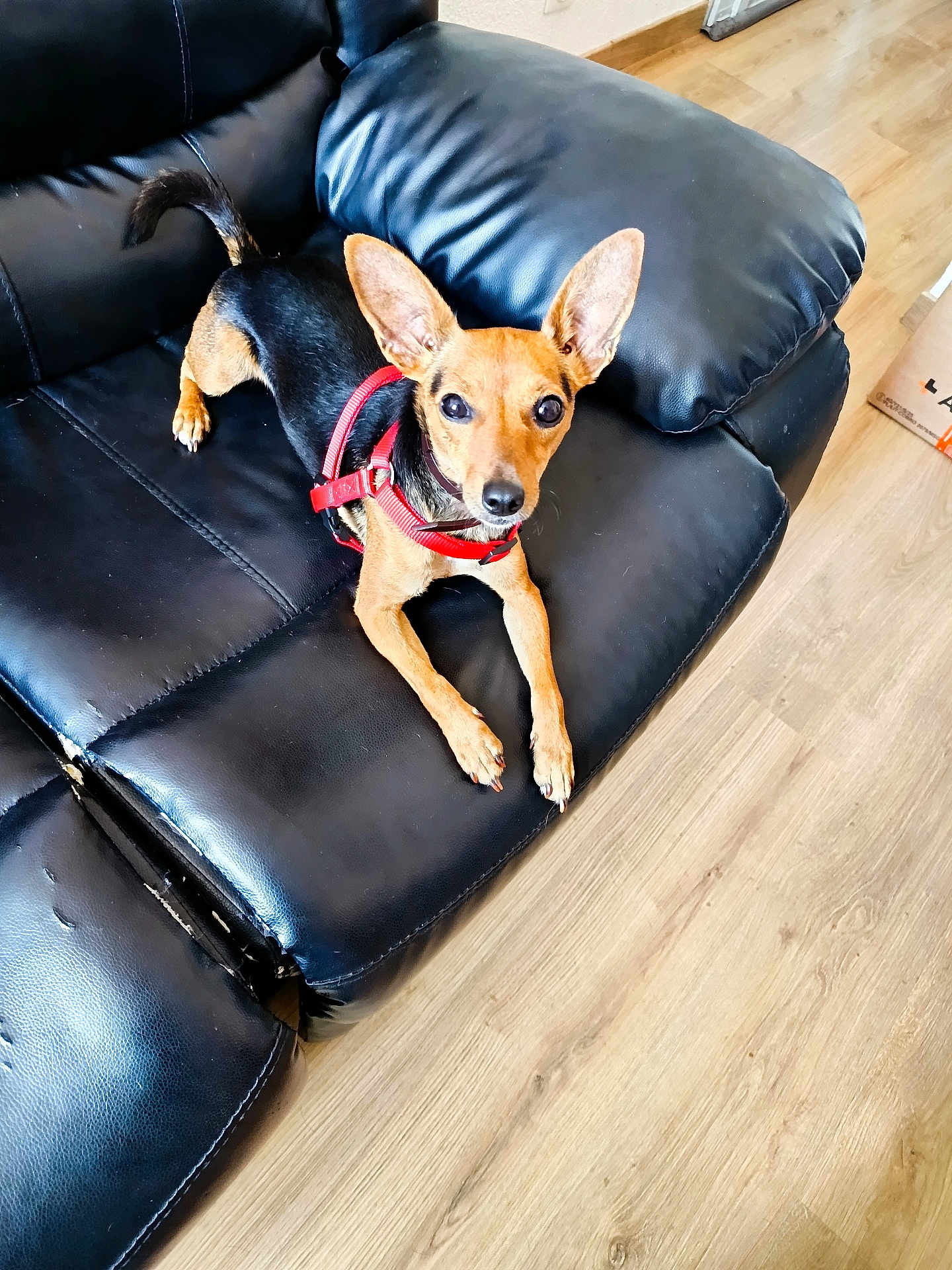 Lola a rejoint le concours — aidez-le/la à gagner de superbes lots ! dog, small_dog, pet, leather_couch, black_couch, red_harness, wooden_floor, indoor, animal, ears, looking, curious, furniture, floor, domestic, household, canine, companion, resting, alert
