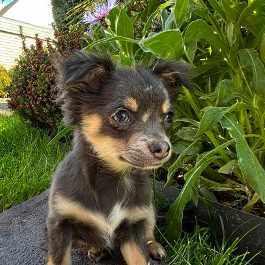 Aïko participe au concours pour gagner de l'argent avec cette photo : animal, canine, chihuahua, dog, flower, grass, herbal, herbs, husky, jar, pet, plant, planter, pottedplant, pottery, puppy, soil, text, tree, vegetation