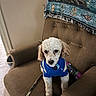 dog, puppy, white_dog, blue_sweater, armchair, brown_furniture, leash, indoor, pet, canine, cute, small_dog, seated, cozy, blanket, decor, carpet, household, animal, portrait