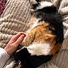 Lisa a rejoint le concours — aidez-le/la à gagner de superbes lots ! cat, calico_cat, hand, blanket, fur, pet, sleeping, cozy, indoor, resting, animal, soft_texture, comfort, relaxation, warm, feline, closeup, paw, nap, touch