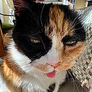 Lisa a rejoint le concours — aidez-le/la à gagner de superbes lots ! cat, calico_cat, tongue_out, close_up, fur, whiskers, indoor, pet, animal, cute, face, expression, feline, household, cozy, soft_light, sitting, furry, domestic, relaxed