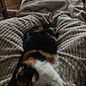 Lisa a rejoint le concours — aidez-le/la à gagner de superbes lots ! cat, calico_cat, blanket, texture, sleeping, cozy, indoor, fur, pattern, relaxation, rest, soft, warm, pet, animal, comfort, folds, home, nap, quiet