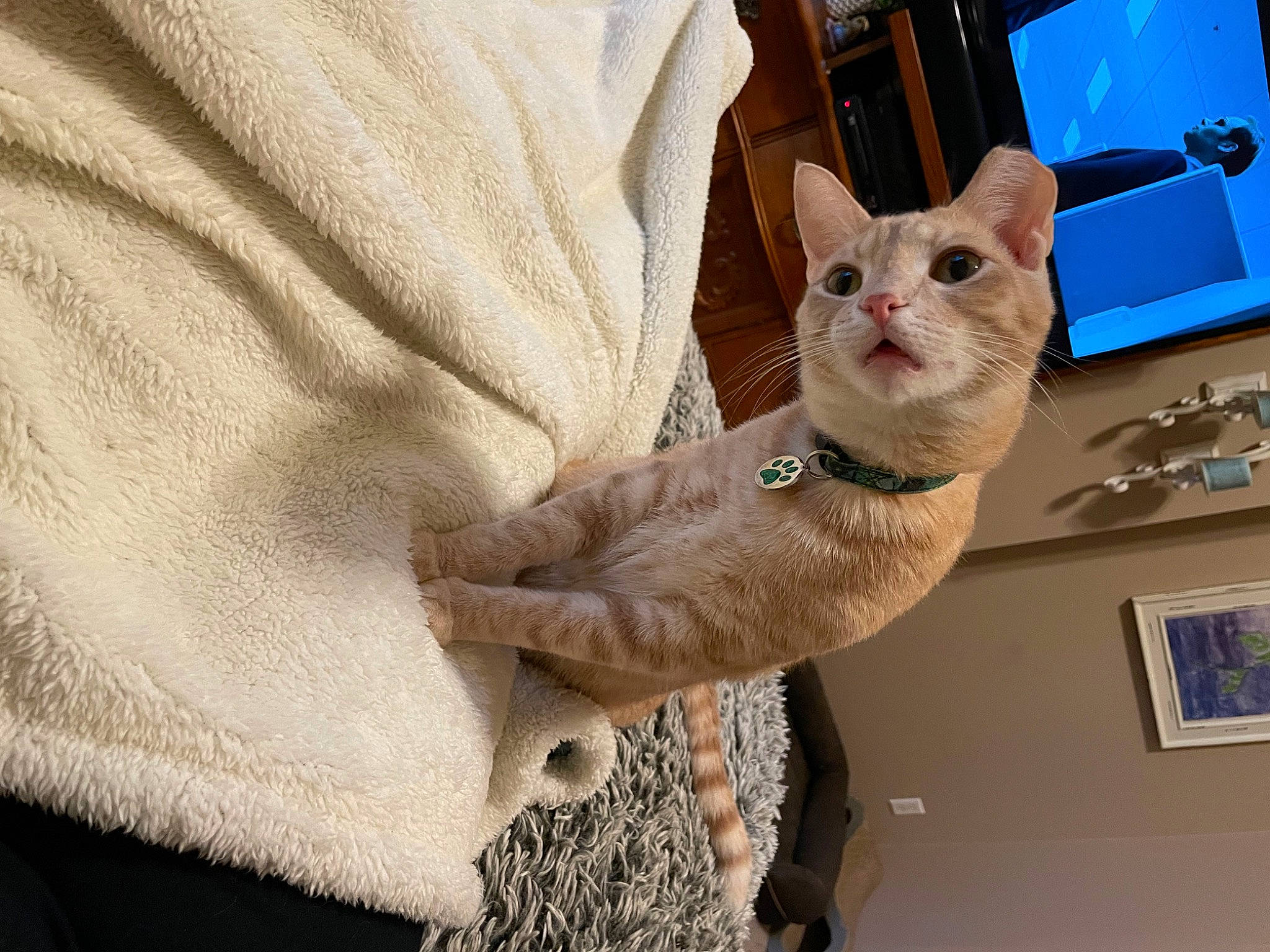 Finnegan is registered to the contest to win money with this photo: carnivore, cat, comfort, domestic_short_haired_cat, fawn, felidae, fur, gesture, linens, paw, picture_frame, sleeve, small_to_medium_sized_cats, tail, whiskers, wood, wool